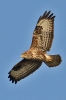 Buzzard_-_KoB_23_Nov_2012_28229.jpg