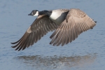 Canada_Goose_-_Frampton_15_Feb_2013.jpg