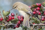 Chiffchaff_-_Donna_Nook_15_Oct_2013.jpg