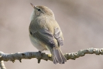 Chiffchaff_-_KoB_22_Mar_2012_(1).jpg