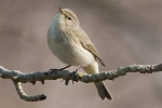 Chiffchaff_-_KoB_22_Mar_2012_(2).jpg