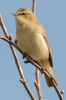 Chiffchaff_-_KoB_27_Mar_2015.jpg