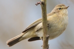 Chiffchaff_-_KoB_27_Mar_2015_28129.jpg