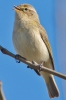 Chiffchaff_-_KoB_29_Mar_2016_28229.jpg