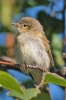 Chiffchaff_-_KoB_9_Sep_2013.jpg