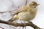 Chiffchaff__KoB_25_Mar_2014.jpg