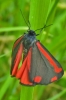 Cinnabar_Moth_-_KoB_14_Jun_2014.jpg