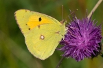 Clouded_Yellow_-_CFW_20_Aug_2014_28229.jpg