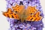 Comma_-_Tattershall_24_Jul_2013_28229.jpg