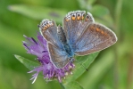 Common_Blue_-_CFW_7_Aug_2014_28129.jpg