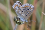 Common_Blue_-_CFW_7_Aug_2014_28229.jpg