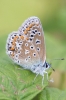 Common_Blue_-_KoB_13_Aug_2013.jpg