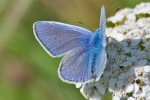 Common_Blue_-_KoB_8_Aug_2013_28129.jpg