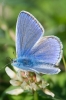 Common_Blue_-_KoB_8_Aug_2013_28229.jpg