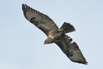 Common_Buzzard_-_KoB_10_Mar_2012.jpg