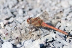 Common_Darter_-_Frampton_28_Sep_2011.jpg