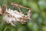 Common_Darter_-_KoB_23_Aug_2012.jpg