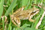 Common_Frog_-_KoB_11_Aug_2012.jpg