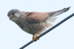 Common_Kestrel_-_KoB_11_May_2012.jpg