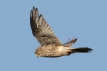 Common_Kestrel_-_KoB_9_Dec_2011.jpg