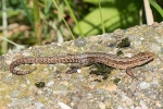 Common_Lizard_-_CFW_20_Aug_2014.jpg