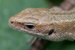 Common_Lizard_-_CFW_7_Aug_2015_28129.jpg