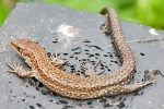 Common_Lizard_-_KM_23_Jul_2015.jpg