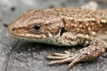 Common_Lizard_-_KM_23_Jul_2015_28229.jpg