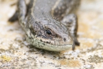 Common_Lizard_-_KoB_7_Jul_2012.jpg