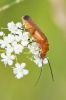 Common_Red_Soldier_Beetle_-_Red_Hill_22_Jul_2013.jpg