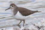 Filename=Common_Sandpiper_-_Hagnaby_29_Aug_2011_(1).jpg
Filesize=77KiB
Dimensions=600x400
Date added=Sep 13, 2011 Common_Sandpiper_-_Hagnaby_29_Aug_2011_(1).jpg