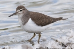 Common_Sandpiper_-_Hagnaby_29_Aug_2011_(1).jpg