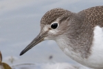 Filename=Common_Sandpiper_-_Hagnaby_29_Aug_2011_(2).jpg
Filesize=84KiB
Dimensions=600x400
Date added=Sep 13, 2011 Common_Sandpiper_-_Hagnaby_29_Aug_2011_(2).jpg