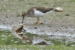Filename=Common_Sandpiper_-_KoB_24_Apr_2014.jpg
Filesize=93KiB
Dimensions=600x400
Date added=Apr 24, 2014 Common_Sandpiper_-_KoB_24_Apr_2014.jpg