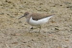 Common_Sandpiper_-_KoB_2_Oct_2012.jpg