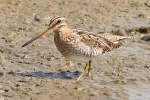 Common_Snipe_-_KoB_7_Sep_2013.jpg