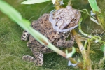 Common_Toad_-_KoB_2_Jul_2015.jpg