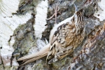 Common_Treecreeper_-_KoB_22_Mar_2012_(1).jpg