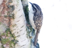 Common_Treecreeper_-_KoB_27_Mar_2012.jpg