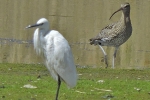 Curlew_-_KoB_3_May_2014.jpg