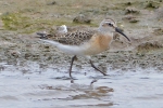 Curlew_Sandpiper_-_Freiston_28_Aug_2014_28229.jpg