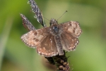 Dingy_Skipper_-_CFW_6_Jun_2016.jpg