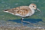 Dunlin_-_Covenham_23_Apr_2015.jpg