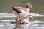 Egyptian_Goose_-_KoB_12_Oct_2011_(2).jpg