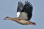 Egyptian_Goose_-_KoB_27_Sep_2011.jpg