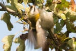 Firecrest_-_Donna_Nook_15_Oct_2013.jpg