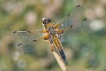 Four-spotted_Chaser_-_CFW_6_Jun_2016.jpg