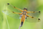 Four-spotted_Chaser_-_KoB_30_May_2015.jpg