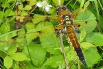 Four-spotted_Chaser_-_KoB_7_Jun_2014.jpg