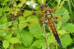 Four-spotted_Chaser_-_KoB_7_Jun_2014.jpg